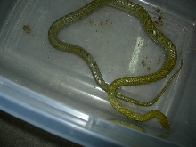 Senticolis Female