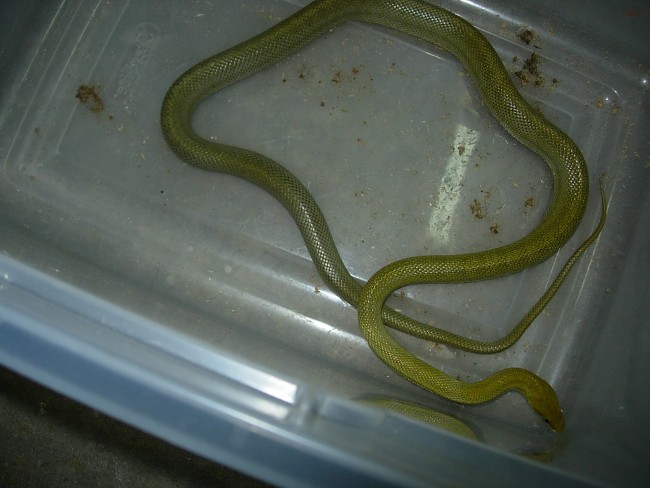 Senticolis Female
