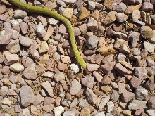 Western Green Rat 2