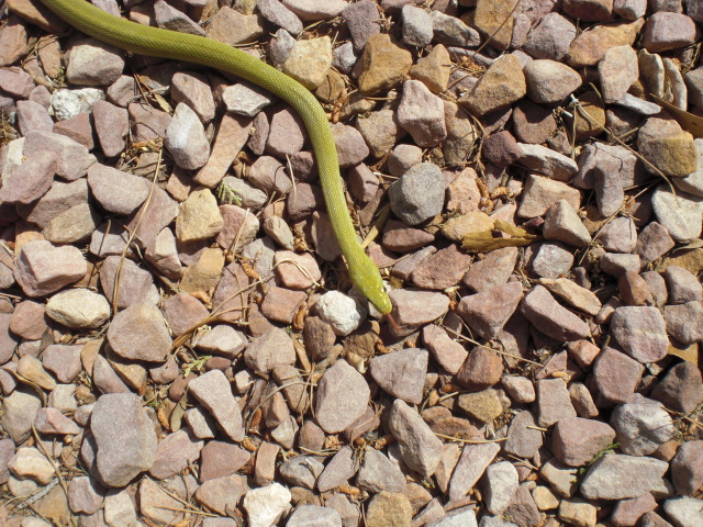 Western Green Rat 2