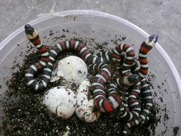 VCty Zonata