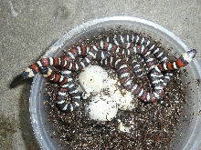 VCty2 Zonata
