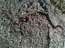Zonata 1