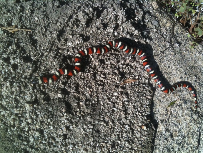 Zonata 1