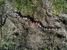 Zonata 14