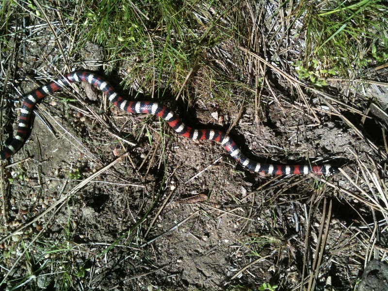Zonata 14