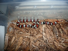 Zonata1a