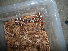 Zonata1b