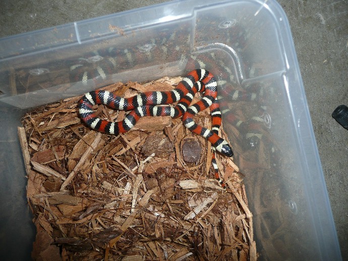Zonata1b
