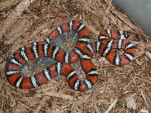 Zonata1c