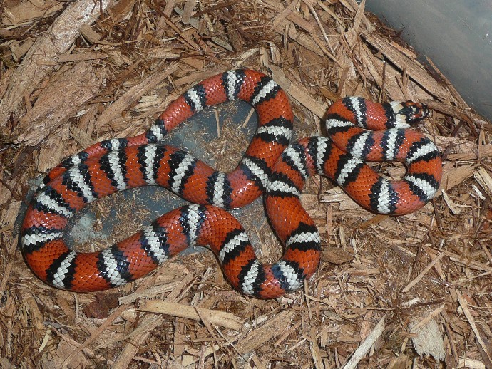 Zonata1c