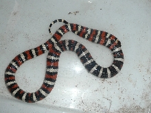 Zonata3a