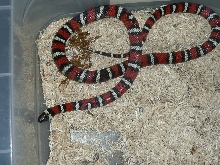 Zonata3b