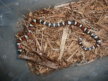 Zonata3c