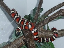 Zonata 5 resized