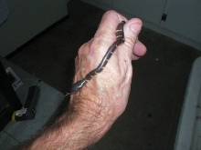 Baby Mangrove Snake1