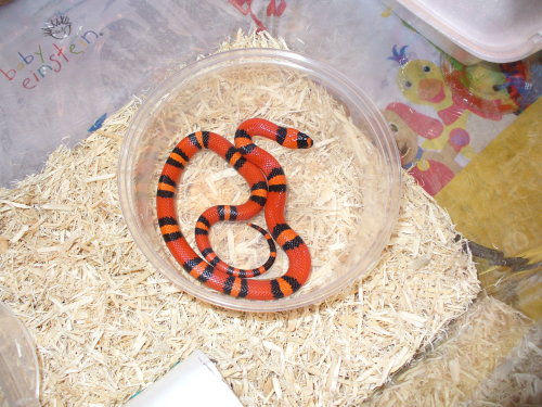 tangerine hondo X pueblan