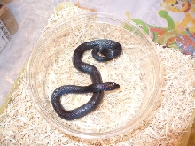 Mexi Black