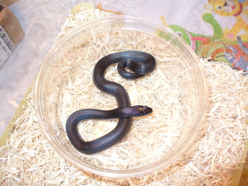 Mexi Black