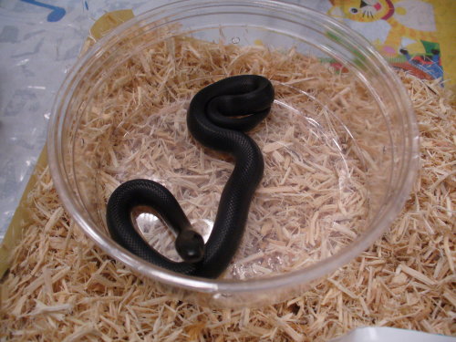 Mexi Black