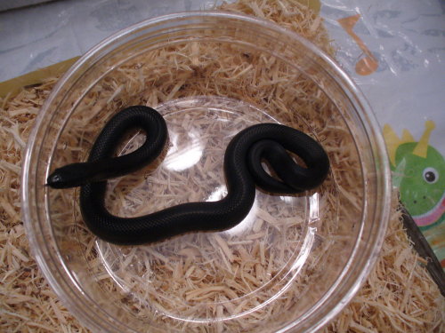 Mexi Black