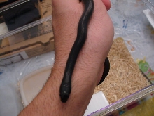 Mexi Black