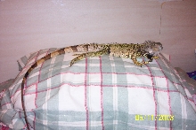 My Iguana Spikey