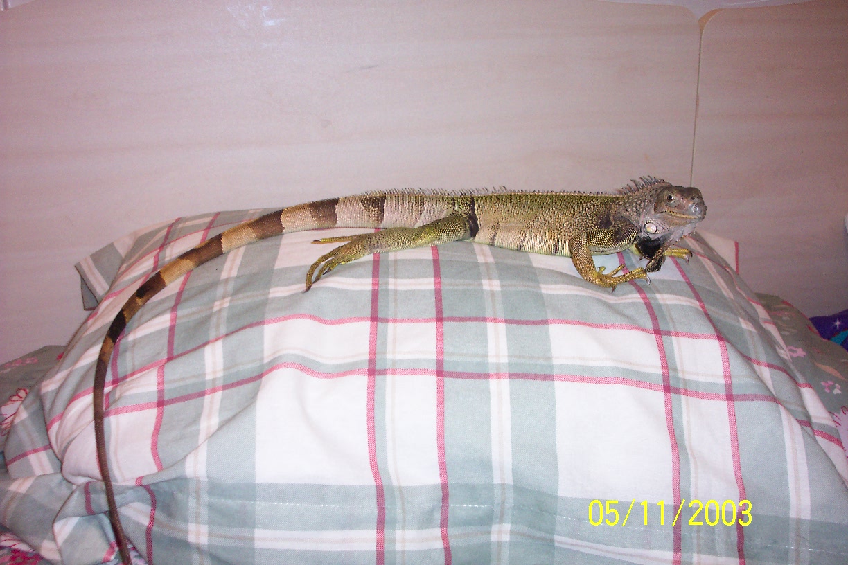 My Iguana Spikey