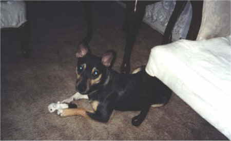 MY baby goofy
