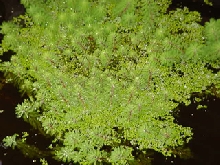 Parrot's Feather Plant