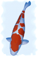 Koi-sig