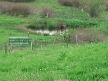 Our Natural Pond