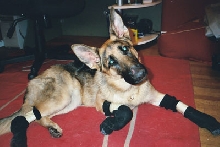 Nika has a raw skin on her paws