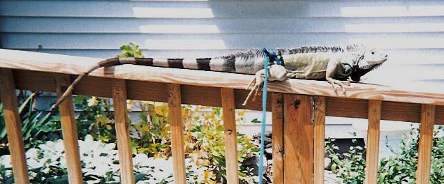 Smirnoff Basking