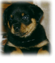 help name our new puppy!