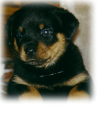 help name our new puppy!