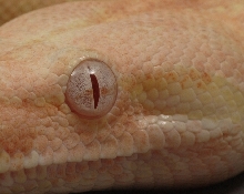 coral het snow