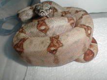 dhet ghost