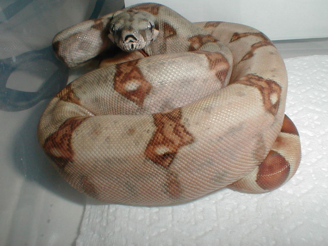 dhet ghost