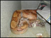 Baby hypo