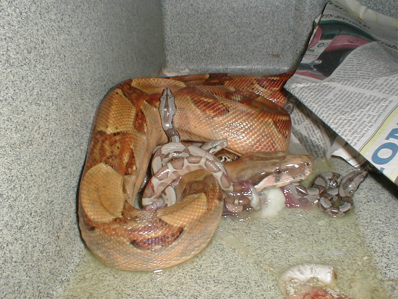 Baby hypo