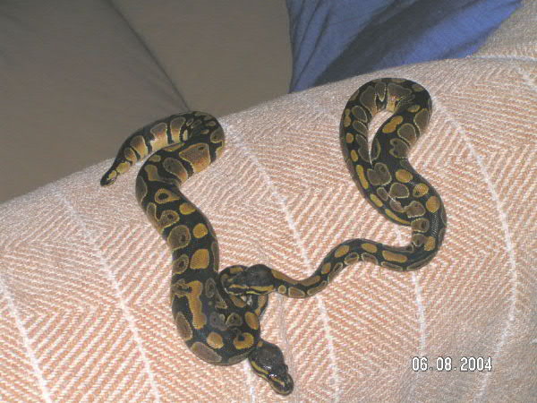 66% het for albino