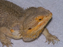 bevo