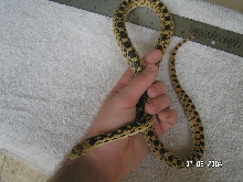 snaoran intergrade?