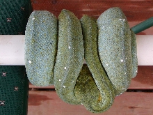 female
