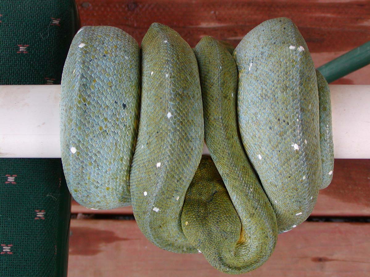 female