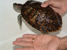 Bichito by my hand