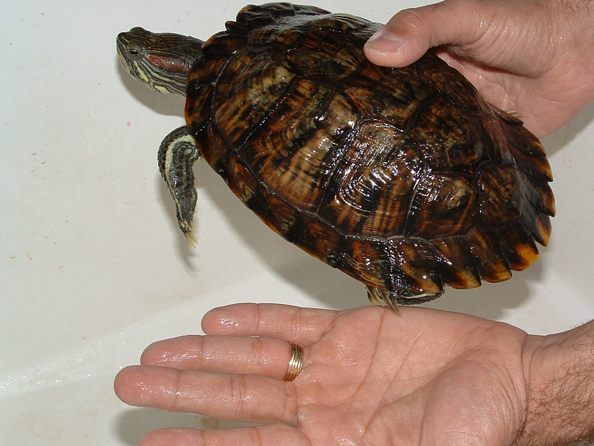 Bichito by my hand
