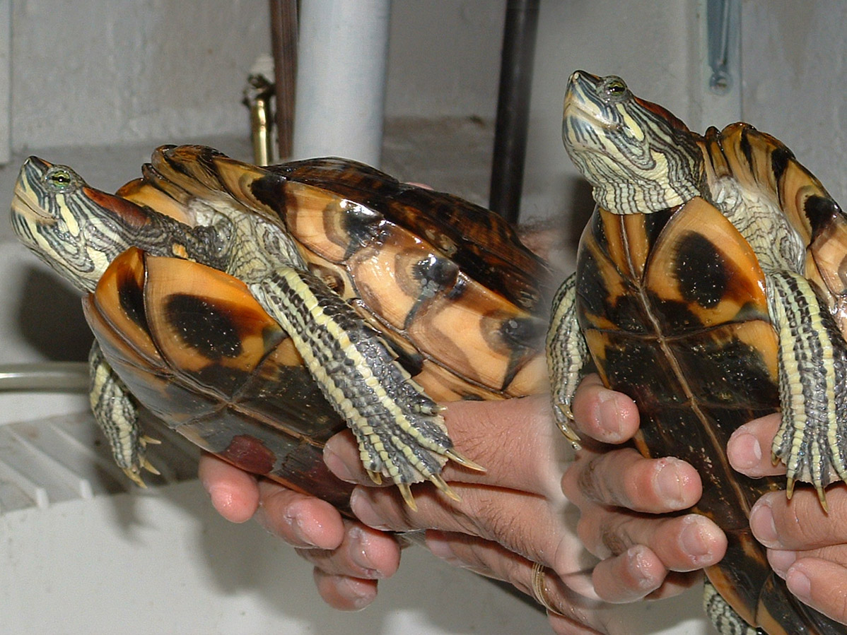 Bicho - Profiles