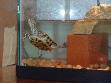 Bicho on day 1